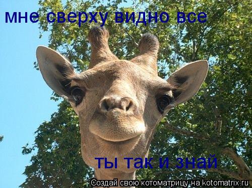 мне сверху видно все ты так и знай... Котоматрица: мне сверху видно все ты так и знай