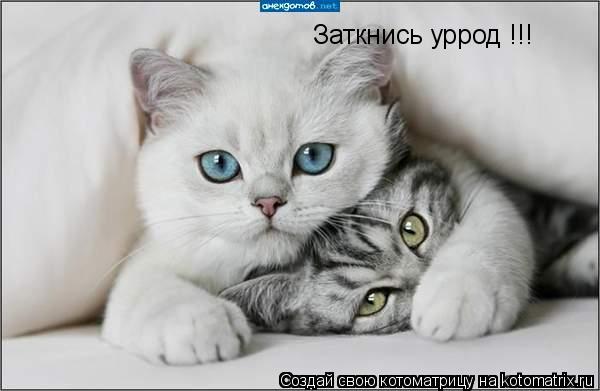 Котоматрица: Заткнись уррод !!!