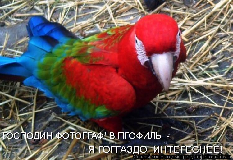 ГОСПОДИН ФОТОГГАФ! В ПГОФИЛЬ - Я ГОГГАЗДО ИНТЕГЕСНЕЕ!... Котоматрица: ГОСПОДИН ФОТОГГАФ! В ПГОФИЛЬ - Я ГОГГАЗДО ИНТЕГЕСНЕЕ!
