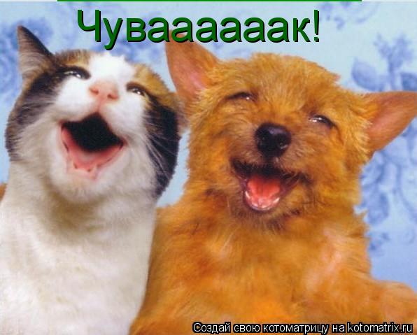 Чуваааааак!... Котоматрица: Чуваааааак!