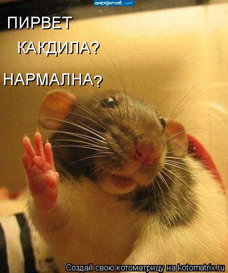 ПИРВЕТ КАКДИЛА? НАРМАЛНА ?... Котоматрица: ПИРВЕТ КАКДИЛА? НАРМАЛНА ?