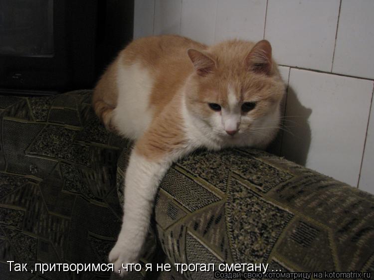Так ,притворимся ,что я не трогал сметану ...... Котоматрица: Так ,притворимся ,что я не трогал сметану ...