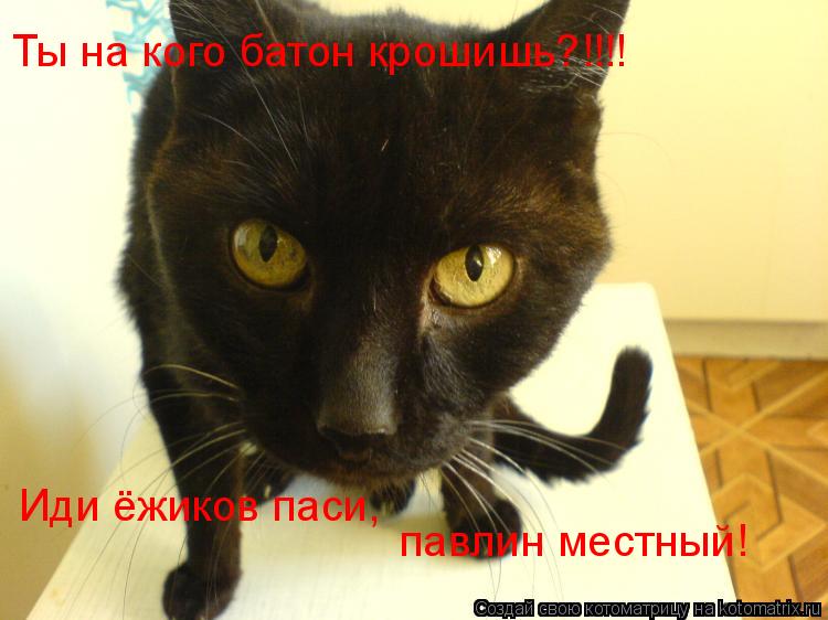 Ты на кого батон крошишь?!!!! Иди ёжиков паси, павлин местный!... Котоматрица: Ты на кого батон крошишь?!!!! Иди ёжиков паси, павлин местный!