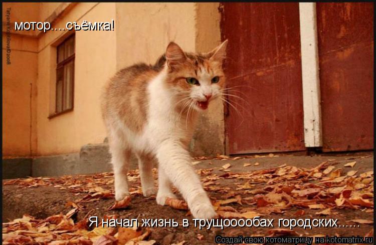 Я начал жизнь в трущооообах городских...... мотор....съёмка!... Котоматрица: Я начал жизнь в трущооообах городских...... мотор....съёмка!