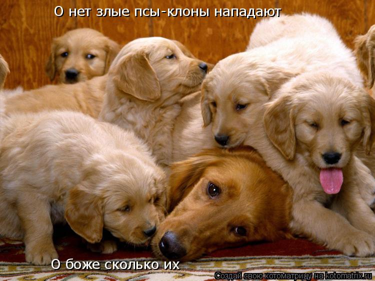 Котоматрица: О нет злые псы-клоны нападают О боже сколько их