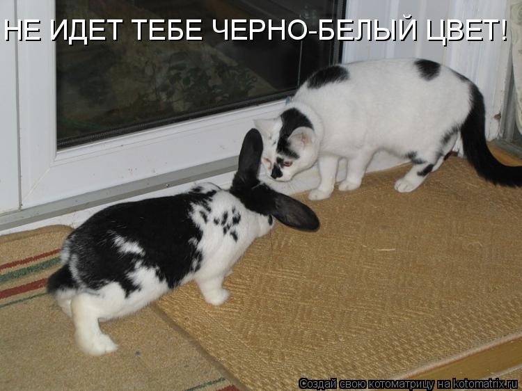 HЕ ИДЕТ ТЕБЕ ЧЕРНО-БЕЛЫЙ ЦВЕТ!... Котоматрица: HЕ ИДЕТ ТЕБЕ ЧЕРНО-БЕЛЫЙ ЦВЕТ!