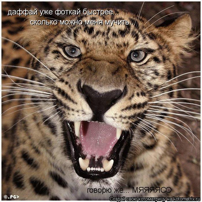 даффай уже фоткай быстрее... сколько можно меня мучить... говорю же... МЯЯЯЯСО... Котоматрица: даффай уже фоткай быстрее... сколько можно меня мучить... говорю же... МЯЯЯЯСО