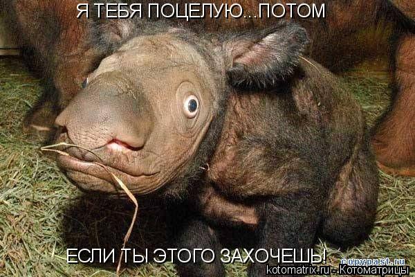 Я ТЕБЯ ПОЦЕЛУЮ...ПОТОМ ЕСЛИ ТЫ ЭТОГО ЗАХОЧЕШЬ!... Котоматрица: Я ТЕБЯ ПОЦЕЛУЮ...ПОТОМ ЕСЛИ ТЫ ЭТОГО ЗАХОЧЕШЬ!