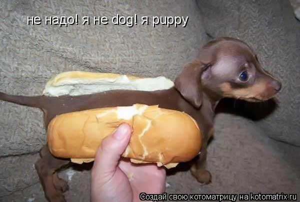 не надо! я не dog! я puppy... Котоматрица: не надо! я не dog! я puppy
