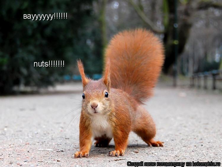 вауууууу!!!!!! nuts!!!!!!!... Котоматрица: вауууууу!!!!!! nuts!!!!!!!