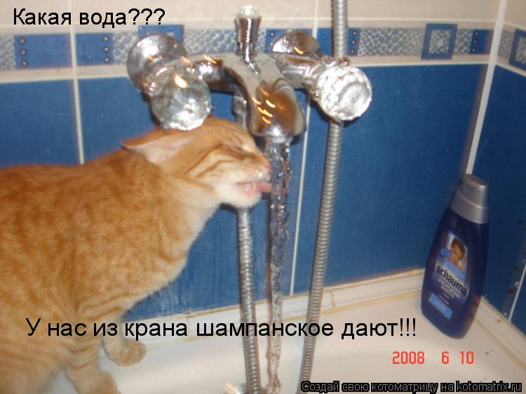 Какая вода??? У нас из крана шампанское дают!!!... Котоматрица: Какая вода??? У нас из крана шампанское дают!!!
