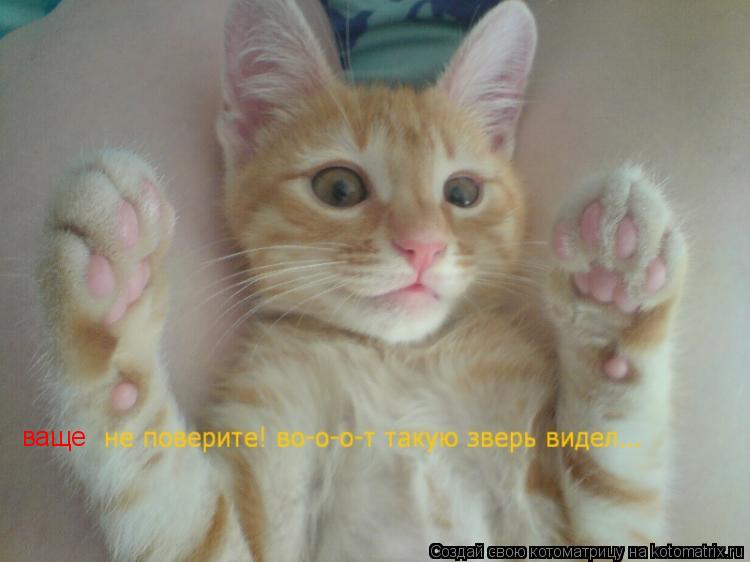 ваще... Котоматрица: ваще