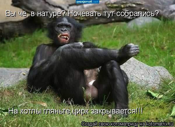 Вы чё, в натуре? Ночевать тут собрались? На котлы гляньте,цирк закрывается!!!... Котоматрица: Вы чё, в натуре? Ночевать тут собрались? На котлы гляньте,цирк закрывается!!!