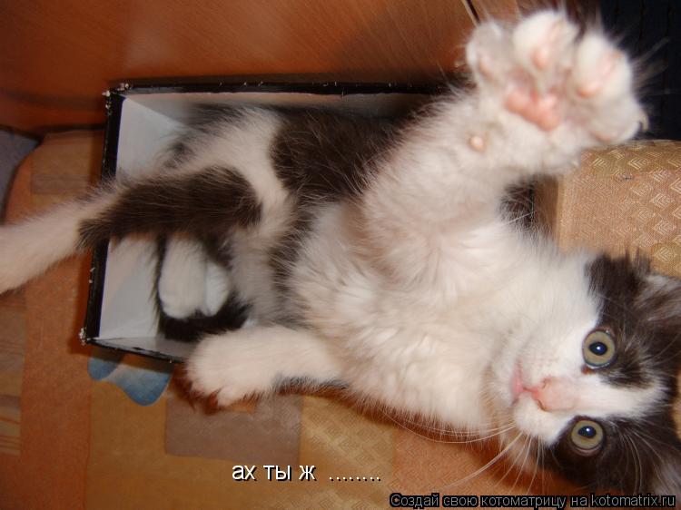 ах ты ж ........... Котоматрица: ах ты ж ........