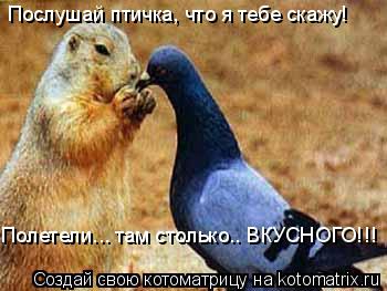 Послушай птичка, что я тебе скажу! Полетели... там столько.. ВКУСНОГО!!!... Котоматрица: Послушай птичка, что я тебе скажу! Полетели... там столько.. ВКУСНОГО!!!
