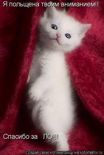 Я польщена твоим вниманием!! Спасибо за ЛО!!!... Котоматрица: Я польщена твоим вниманием!! Спасибо за ЛО!!!