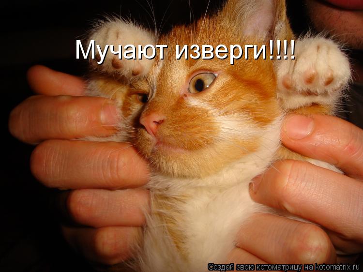 Мучают изверги!!!!... Котоматрица: Мучают изверги!!!!