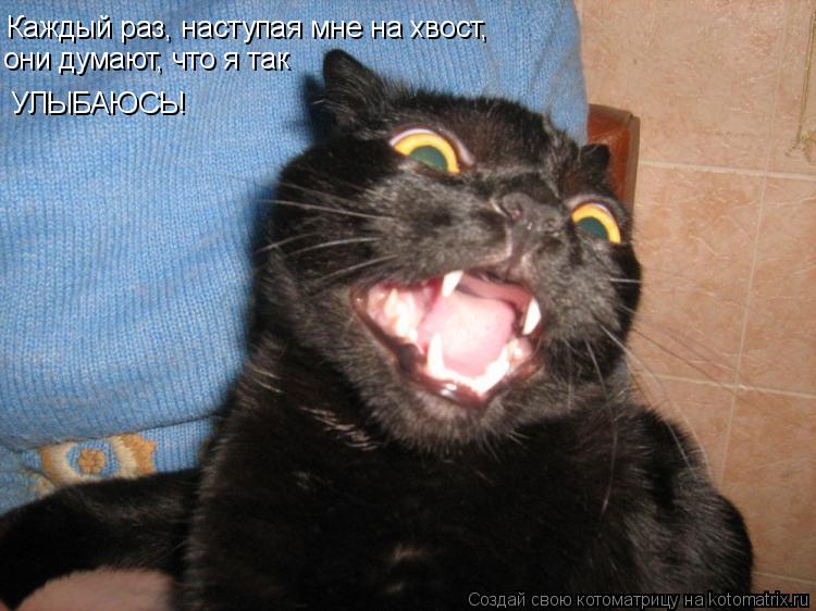 Каждый раз, наступая мне на хвост, УЛЫБАЮСЬ! они думают, что я так... Котоматрица: Каждый раз, наступая мне на хвост, УЛЫБАЮСЬ! они думают, что я так