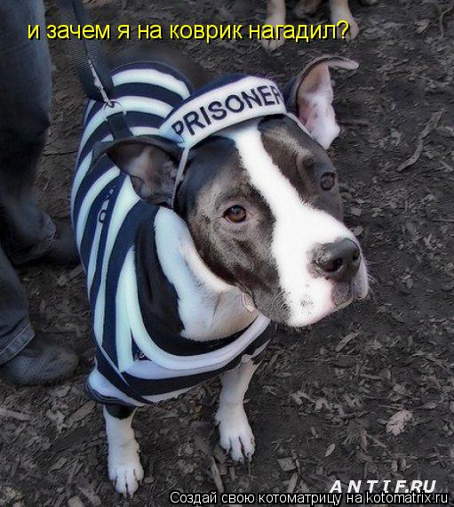 и зачем я на коврик нагадил?... Котоматрица: и зачем я на коврик нагадил?