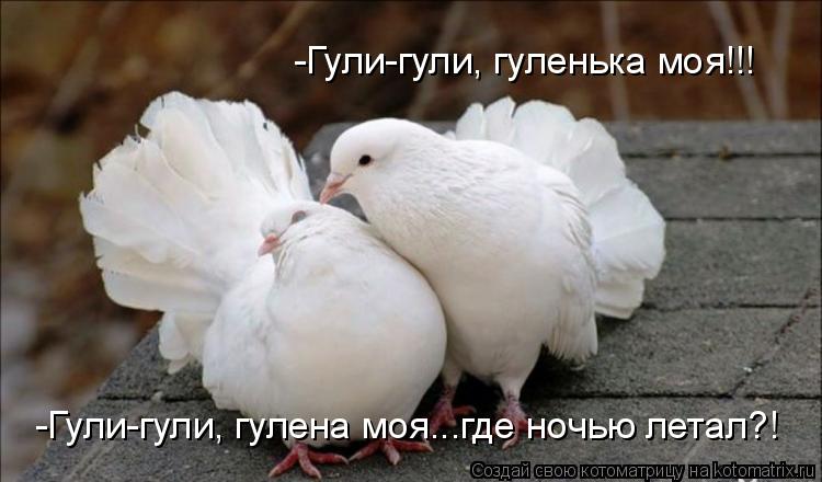 -Гули-гули, гуленька моя!!! -Гули-гули, гулена моя...где ночью летал?!... Котоматрица: -Гули-гули, гуленька моя!!! -Гули-гули, гулена моя...где ночью летал?!