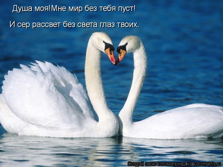 Душа моя!Мне мир без тебя пуст! И сер рассвет без света глаз твоих.... Котоматрица: Душа моя!Мне мир без тебя пуст! И сер рассвет без света глаз твоих.