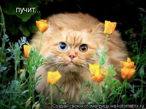 пучит...... Котоматрица: пучит...