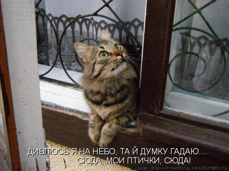 ДИВЛЮСЬ Я НА НЕБО, ТА Й ДУМКУ ГАДАЮ.... СЮДА, МОИ ПТИЧКИ, СЮДА!... Котоматрица: ДИВЛЮСЬ Я НА НЕБО, ТА Й ДУМКУ ГАДАЮ.... СЮДА, МОИ ПТИЧКИ, СЮДА!