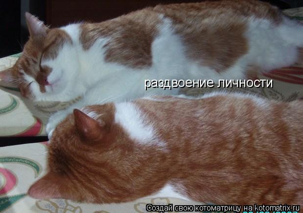 раздвоение личности... Котоматрица: раздвоение личности