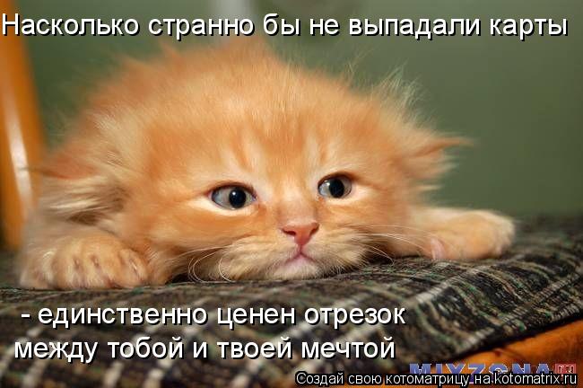 Насколько странно бы не выпадали карты между тобой и твоей мечтой - единственно ценен отрезок... Котоматрица: Насколько странно бы не выпадали карты между тобой и твоей мечтой - единственно ценен отрезок