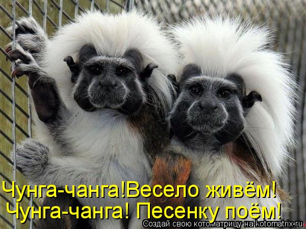 Чунга-чанга!Весело живём! Чунга-чанга! Песенку поём!... Котоматрица: Чунга-чанга!Весело живём! Чунга-чанга! Песенку поём!