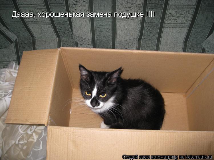 Даааа, хорошенькая замена подушке !!!!... Котоматрица: Даааа, хорошенькая замена подушке !!!!