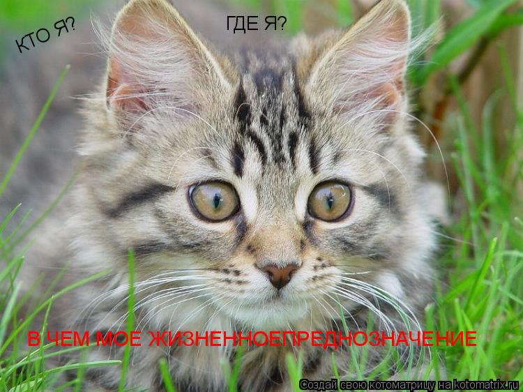 КТО Я? ГДЕ Я? В ЧЕМ МОЕ ЖИЗНЕННОЕПРЕДНОЗНАЧЕНИЕ... Котоматрица: КТО Я? ГДЕ Я? В ЧЕМ МОЕ ЖИЗНЕННОЕПРЕДНОЗНАЧЕНИЕ