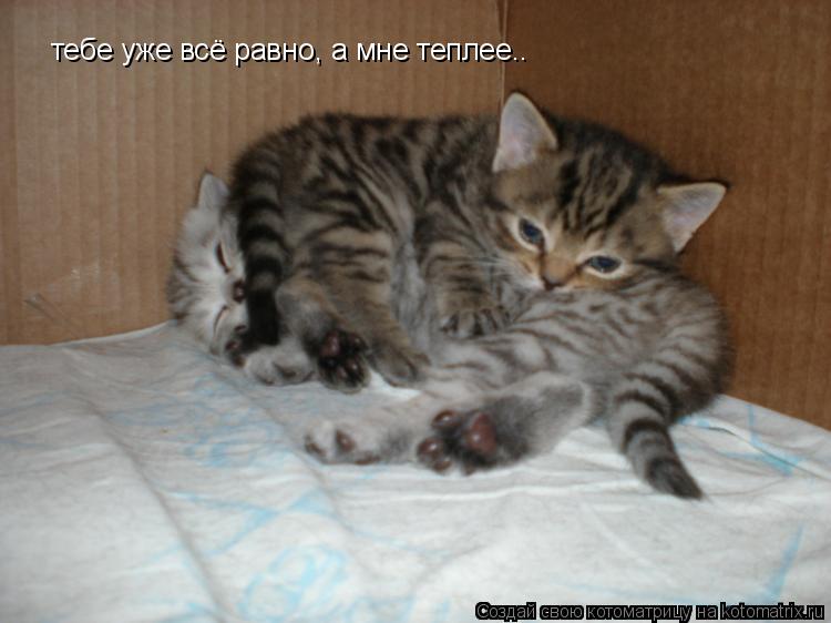 тебе уже всё равно, а мне теплее..... Котоматрица: тебе уже всё равно, а мне теплее..