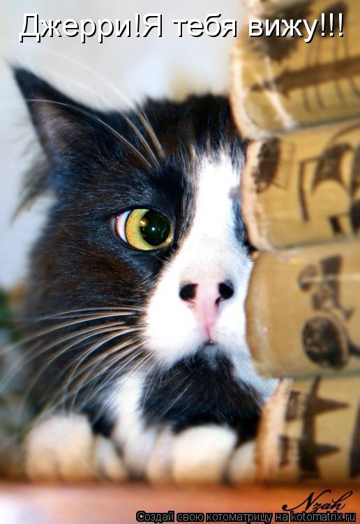 Джерри!Я тебя вижу!!!... Котоматрица: Джерри!Я тебя вижу!!!