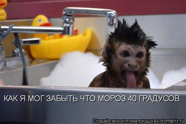 КАК Я МОГ ЗАБЫТЬ ЧТО МОРОЗ 40 ГРАДУСОВ... Котоматрица: КАК Я МОГ ЗАБЫТЬ ЧТО МОРОЗ 40 ГРАДУСОВ
