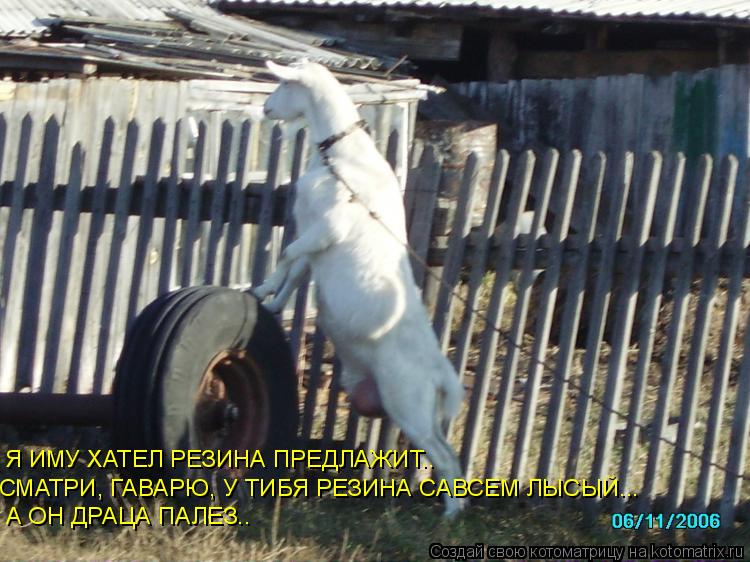 Я ИМУ ХАТЕЛ РЕЗИНА ПРЕДЛАЖИТ.. СМАТРИ, ГАВАРЮ, У ТИБЯ РЕЗИНА САВСЕМ ЛЫСЫЙ... А ОН ДРАЦА ПАЛЕЗ..... Котоматрица: Я ИМУ ХАТЕЛ РЕЗИНА ПРЕДЛАЖИТ.. СМАТРИ, ГАВАРЮ, У ТИБЯ РЕЗИНА САВСЕМ ЛЫСЫЙ... А ОН ДРАЦА ПАЛЕЗ..