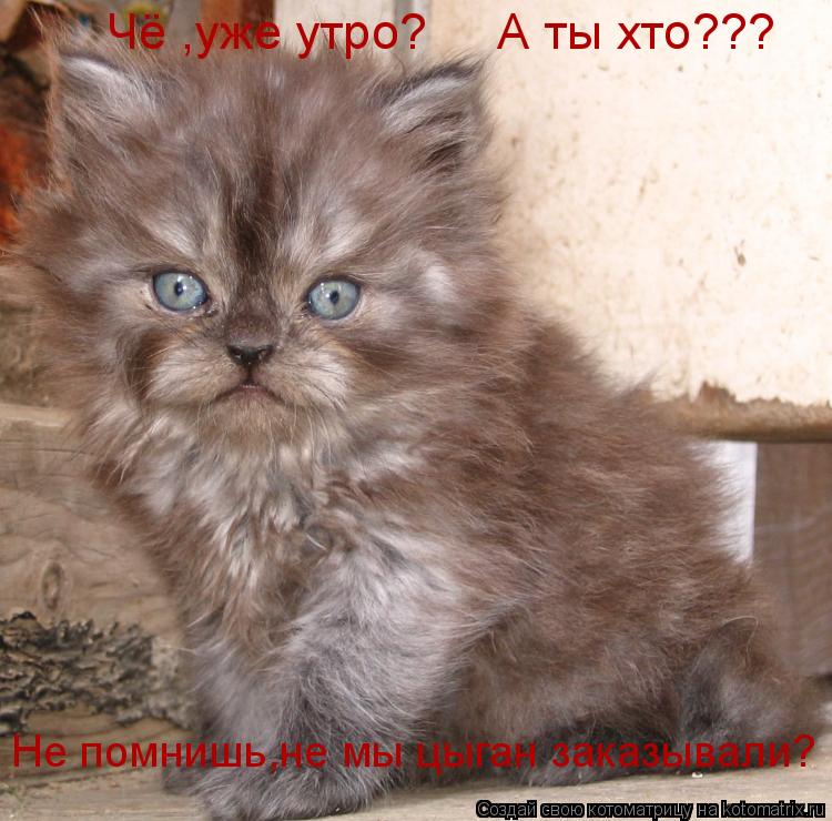 Чё ,уже утро? А ты хто??? Не помнишь,не мы цыган заказывали?... Котоматрица: Чё ,уже утро? А ты хто??? Не помнишь,не мы цыган заказывали?