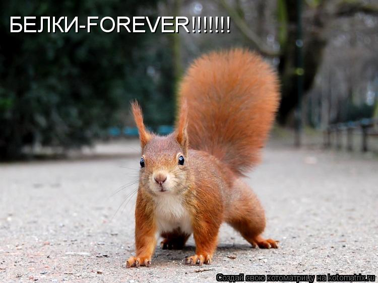 БЕЛКИ-FOREVER!!!!!!!... Котоматрица: БЕЛКИ-FOREVER!!!!!!!