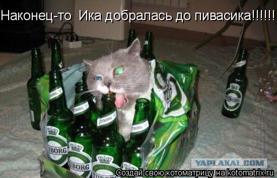 Наконец-то Ика добралась до пивасика!!!!!!... Котоматрица: Наконец-то Ика добралась до пивасика!!!!!!