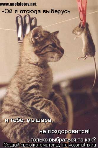 -Ой я отсюда выберусь и тебе, мышара, не поздоровится! ...только выбраться-то как?... Котоматрица: -Ой я отсюда выберусь и тебе, мышара, не поздоровится! ...только выбраться-то как?
