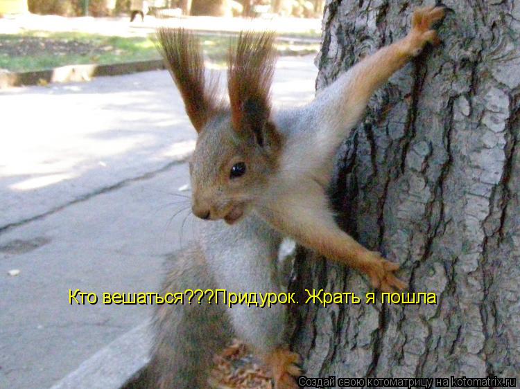 Кто вешаться???Придурок. Жрать я пошла... Котоматрица: Кто вешаться???Придурок. Жрать я пошла