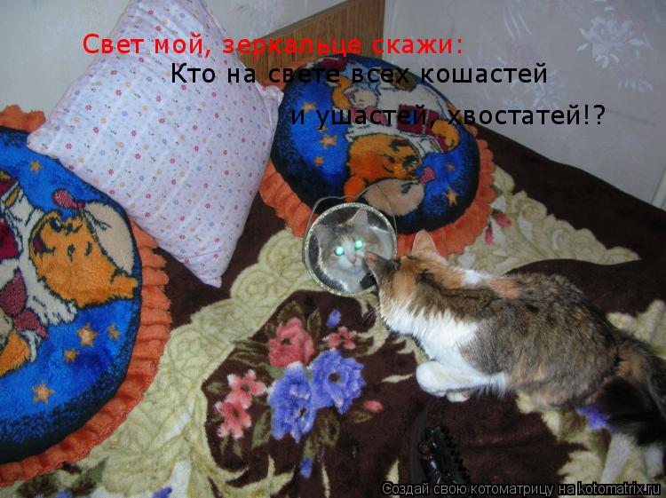 Свет мой, зеркальце скажи: Кто на свете всех кошастей и ушастей, хвостатей!? Свет мой, зеркальце скаж... Котоматрица: Свет мой, зеркальце скажи: Кто на свете всех кошастей и ушастей, хвостатей!? Свет мой, зеркальце скажи: Кто на свете всех кошастей и ушастей,