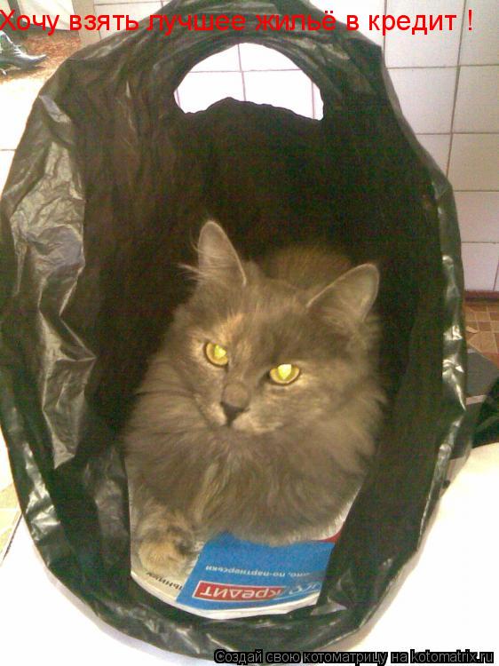Хочу взять лучшее жильё в кредит !... Котоматрица: Хочу взять лучшее жильё в кредит !
