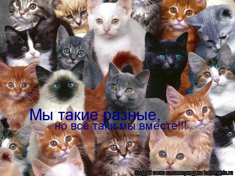 Мы такие разные, но всё таки мы вместе!!!... Котоматрица: Мы такие разные, но всё таки мы вместе!!!