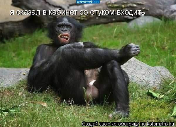 я сказал в кабинет со стуком входить... Котоматрица: я сказал в кабинет со стуком входить