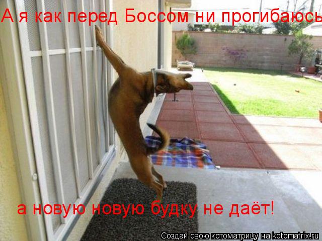 А я как перед Боссом ни прогибаюсь, а новую новую будку не даёт!... Котоматрица: А я как перед Боссом ни прогибаюсь, а новую новую будку не даёт!