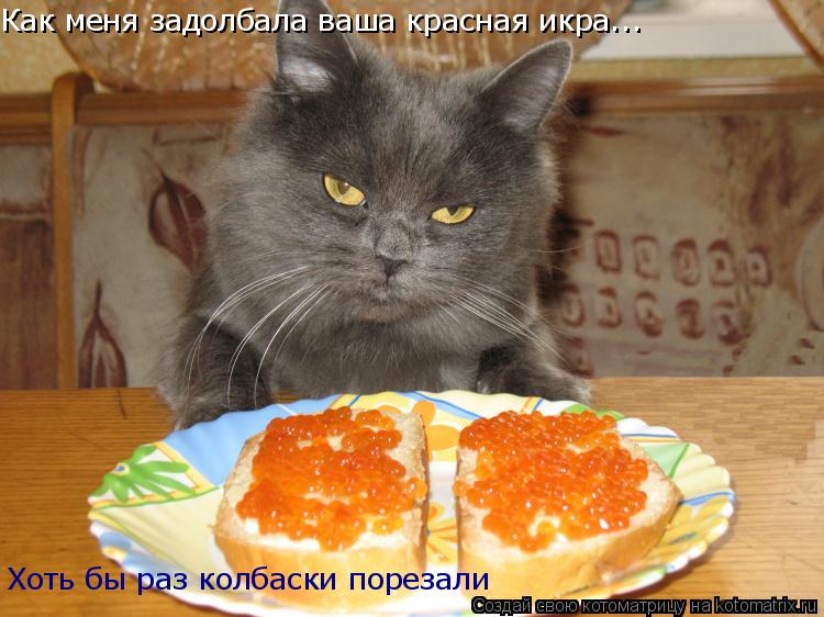 Как меня задолбала ваша красная икра... Хоть бы раз колбаски порезали... Котоматрица: Как меня задолбала ваша красная икра... Хоть бы раз колбаски порезали