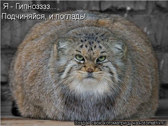 Я - Гипнозззз... Подчиняйся, и погладь!... Котоматрица: Я - Гипнозззз... Подчиняйся, и погладь!