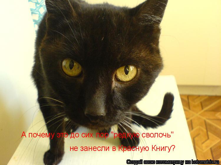 А почему это до сих пор "редкую сволочь" не занесли в Красную Книгу?... Котоматрица: А почему это до сих пор "редкую сволочь" не занесли в Красную Книгу?