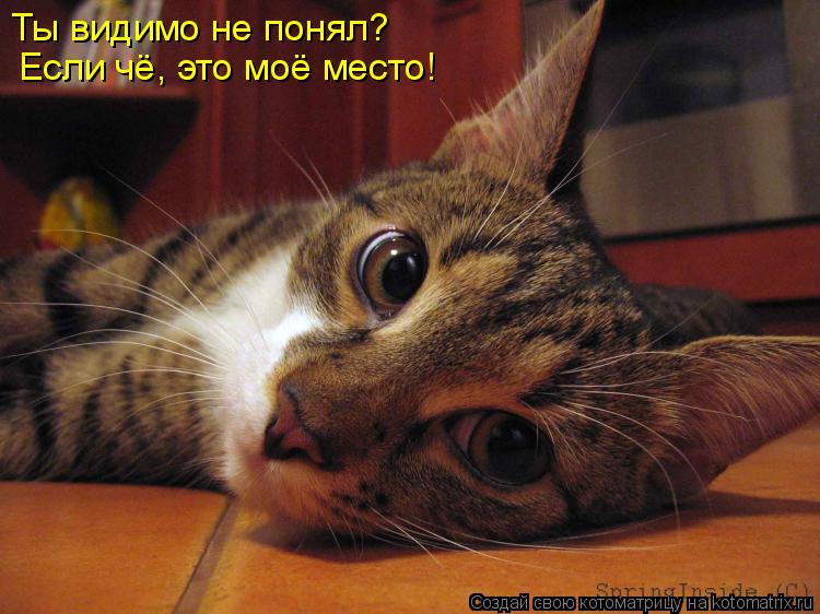 Ты видимо не понял? Если чё, это моё место!... Котоматрица: Ты видимо не понял? Если чё, это моё место!